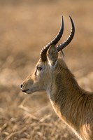 Puku, Busanga Plains, Kafue National Park, Zambia Fine Art Print