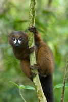 Primate, Red-bellied Lemur, Mantadia NP, Madagascar Fine Art Print