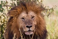 Old black maned male lion, Maasai Mara, Kenya Fine Art Print