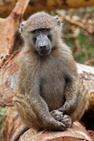 Olive Baboon primate, Lake Nakuru National Park, Kenya Fine Art Print