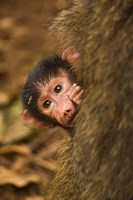 Olive Baboon primates, Lake Manyara NP, Tanzania Fine Art Print