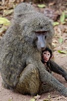 Olive baboon, Lake Manyara National Park, Tanzania Fine Art Print