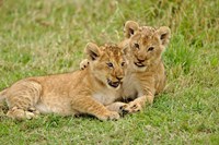 Pair of lion cubs playing, Masai Mara Game Reserve, Kenya Fine Art Print