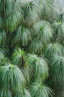 Pine Needles Pattern, Bhutan Fine Art Print