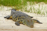 Nile crocodile, Chobe River, Chobe NP, Kasane, Botswana, Africa Fine Art Print