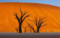 Namib-Naukluft National Park, Namibia Fine Art Print