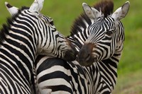 Plains zebras, Ngorongoro Conservation Area, Tanzania Fine Art Print