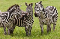 Three Plains zebras, Tanzania Fine Art Print