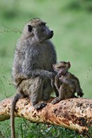 Olive Baboon, baby, Lake Nakuru National Park, Kenya Fine Art Print