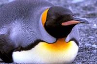 Penguin, Sub-Antarctic, South Georgia Island Fine Art Print