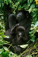 Mountain Gorillas, Parc N. Volcans, Rwanda Fine Art Print