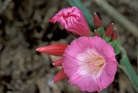Pink Flower in Bloom, Gombe National Park, Tanzania Fine Art Print