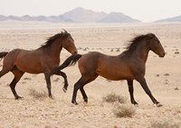 Namibia, Aus, Wild horses in Namib Desert Fine Art Print