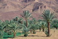 Palmery Below Mountains, Morocco Fine Art Print