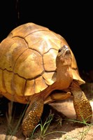 Plough-share Tortoise, Ampijeroa Forest Station, Madagascar Fine Art Print
