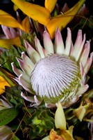 Queen Protea, Kwazulu Natal, South Africa Fine Art Print