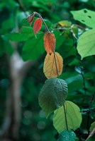 Rainy Season Vegetation, Gombe National Park, Tanzania Fine Art Print