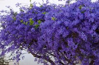 Plumbago Shrub, Paul Kruger's House, Pretoria, Gauteng, South Africa Fine Art Print