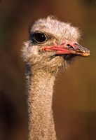 Namibia, Common Ostrich bird Fine Art Print