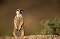 Namibia, Keetmanshoop, Meerkat, mongoose standing up, Namib Desert Fine Art Print