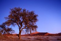 Namibia, Namib Naukluft NP, Sossusvlei desert, Tree Fine Art Print
