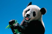 Panda Eating Bamboo, Wolong, Sichuan, China Fine Art Print