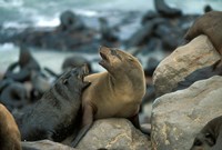 Namibia, Cape Cross Seal Reserve, Two Fur Seals on rocks Fine Art Print