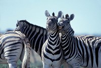 Plains Zebra Side By Side, Etosha National Park, Namibia Fine Art Print
