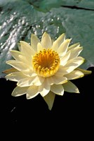 Night Lily, Okavango Delta, Botswana Fine Art Print