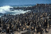 Namibia, Cape Cross Seal Reserve, Group of Fur Seals Fine Art Print