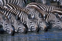 Plains Zebra Herd Drinking, Telek River, Masai Mara Game Reserve, Kenya Fine Art Print