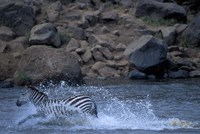 Plains Zebra Crossing Mara River, Serengeti Migration, Masai Mara Game Reserve, Kenya Fine Art Print
