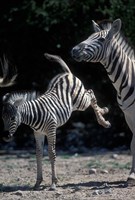 Plains Zebra Kicks, Etosha National Park, Namibia Fine Art Print