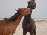 Namibia, Garub. Herd of feral horses playing Fine Art Print