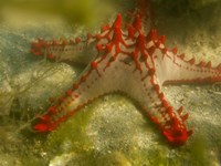 Red Knobbed Starfish, Madagascar, Africa Fine Art Print