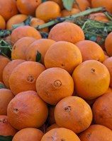 Oranges for sale in Fes market Morocco Fine Art Print
