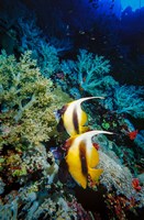 Pair of Red Sea Bannerfish at Daedalus Reef, Red Sea, Egypt Fine Art Print