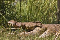 Nile Crocodile, river Victoria Nile, Murchison Falls National Park, Uganda, Africa Fine Art Print