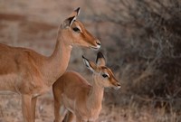 Mother and Young Impala, Kenya Fine Art Print