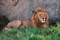 Portrait of Male African Lion, Tanzania Fine Art Print