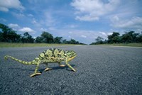 Namibia, Caprivi Strip, Flap-necked Chameleon lizard crossing the road by Paul Souders - various sizes