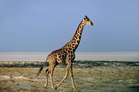 Namibia, Etosha NP, Angolan Giraffe with salt pan Fine Art Print