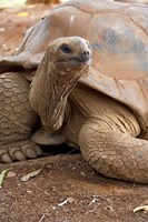 Seychelle Aldabran Land Tortoise, Casela Park, Mauritius Fine Art Print