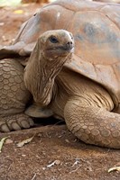 Seychelle Aldabran Land Tortoise, Casela Park, Mauritius by Cindy Miller Hopkins - various sizes
