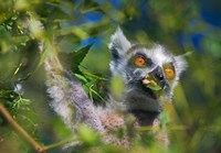 Ring-Tailed Lemur, Madagascar Fine Art Print