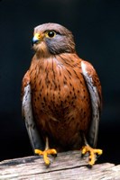 Rock Kestrel Portrait, Cape Town, South Africa Fine Art Print