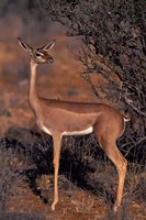 Samburu Gerenuk, Kenya Fine Art Print