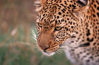 Samburu Leopard, Kenya Fine Art Print