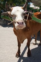 Seychelles, La Digue, La Passe Harbor, ox-cart Fine Art Print