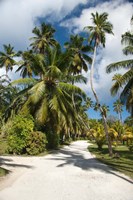 Seychelles, La Digue, Palm lined country path Fine Art Print